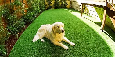 Fake Grass for Dogs