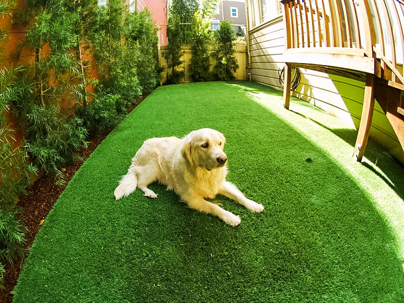 Dog laying on artificial turf