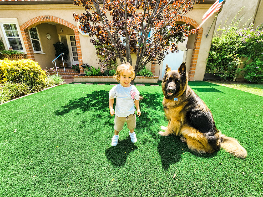 Artificial Turf for Dogs