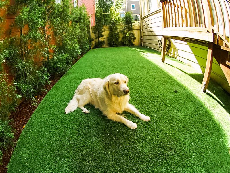Dog on Artificial Grass