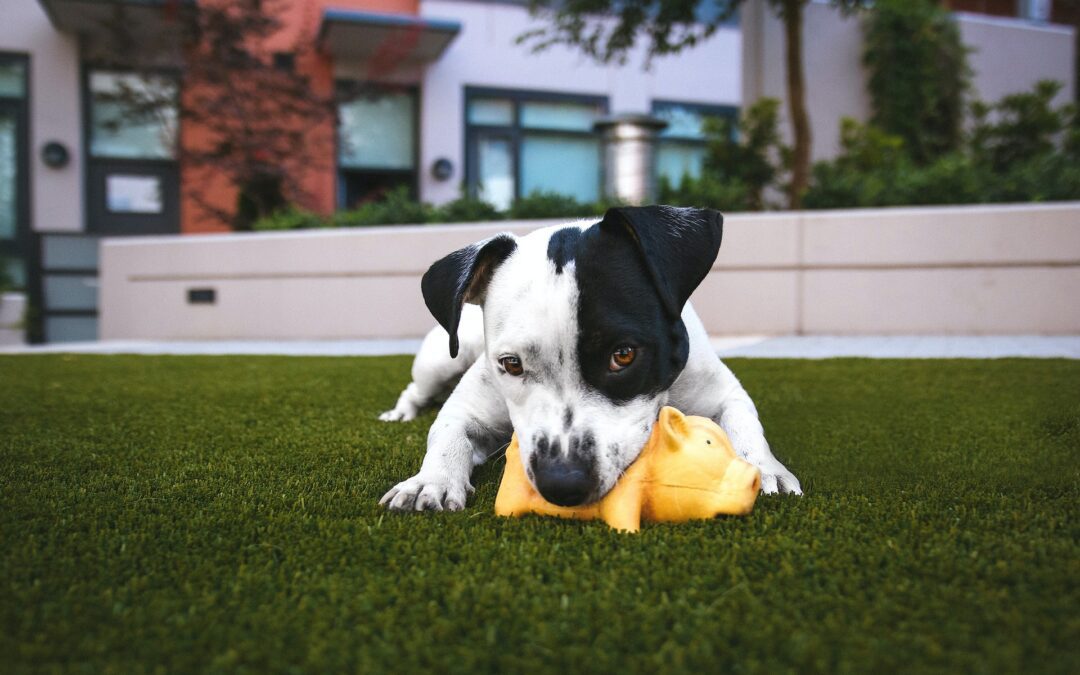 Dog laying on artificial grass