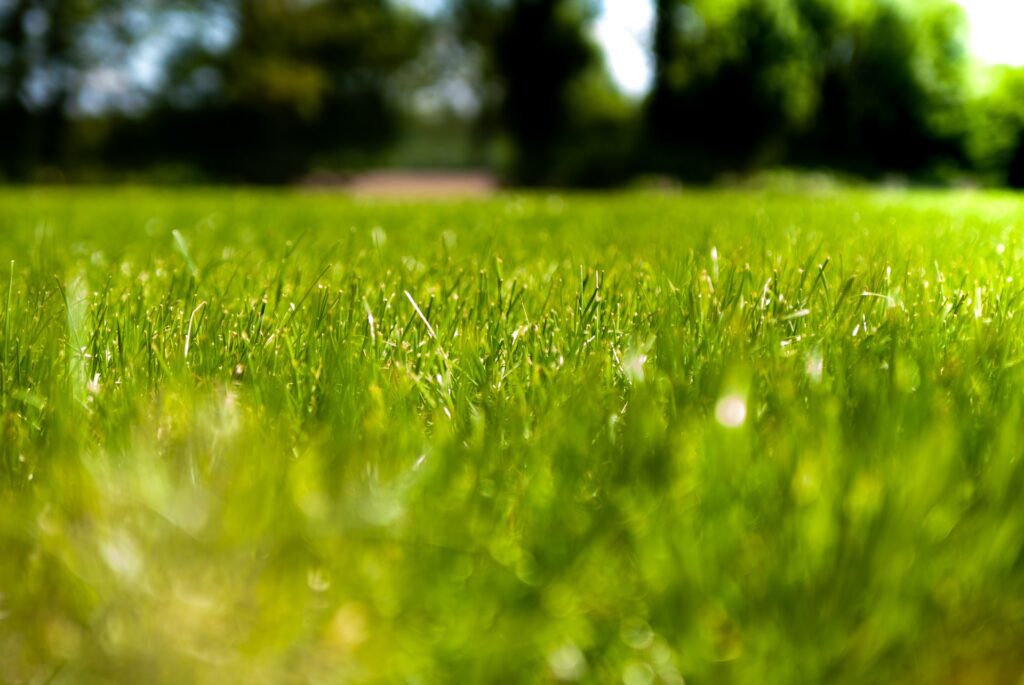 An eye-level view of a grass lawn