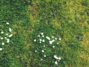 Green grass with daisy flower clumps