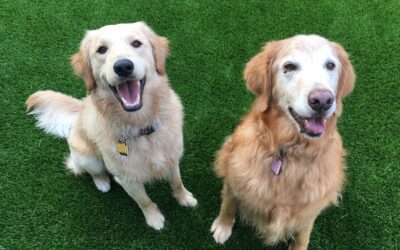 Cool and Dry: The Advantages of Pet Friendly Turf with Cooling Technologies and Improved Drainage Systems  