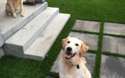 Pet Turf Systems Explained: Creating a Safe and Pet-Friendly Outdoor Space