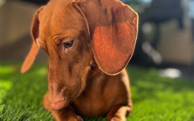 Why Dogs Love Artificial Grass: Unraveling the Pet-Friendly Perks!