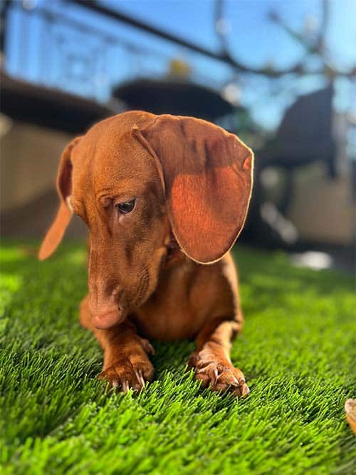 Why Dogs Love Artificial Grass: Unraveling the Pet-Friendly Perks!
