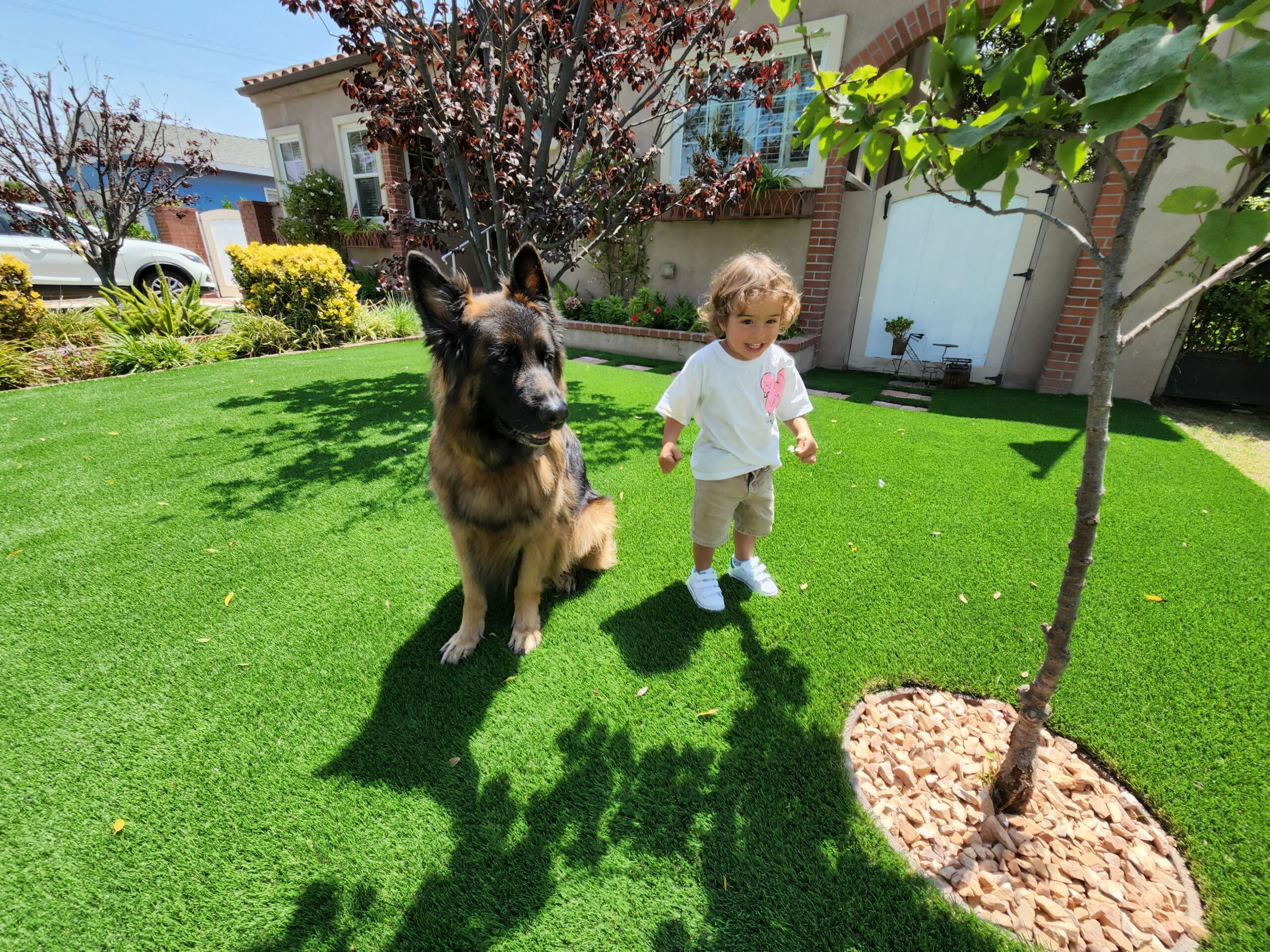 Artificial Turf for Dogs