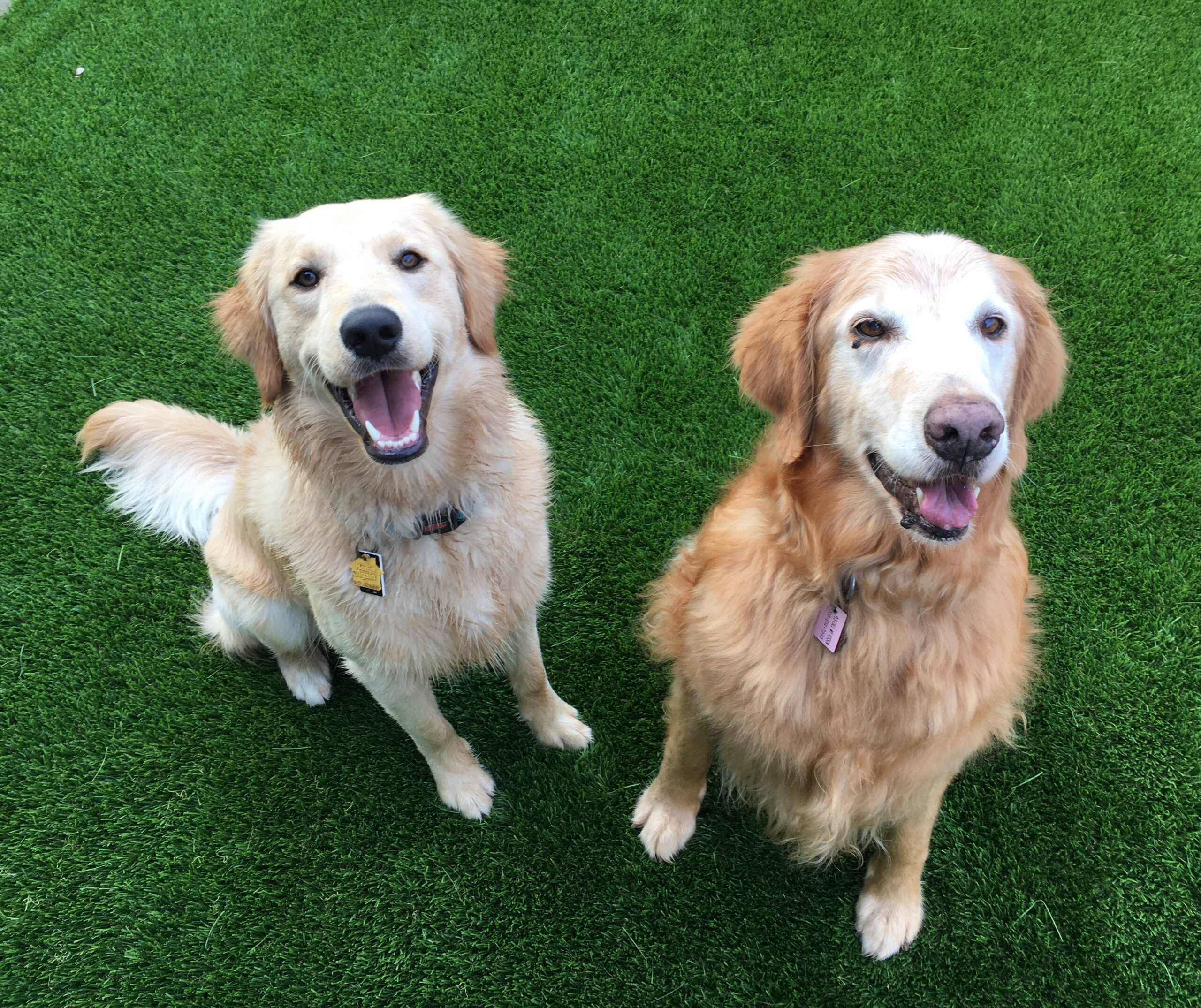 Fake Grass for Dogs